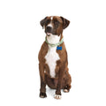 Macrame Dog Collar G632