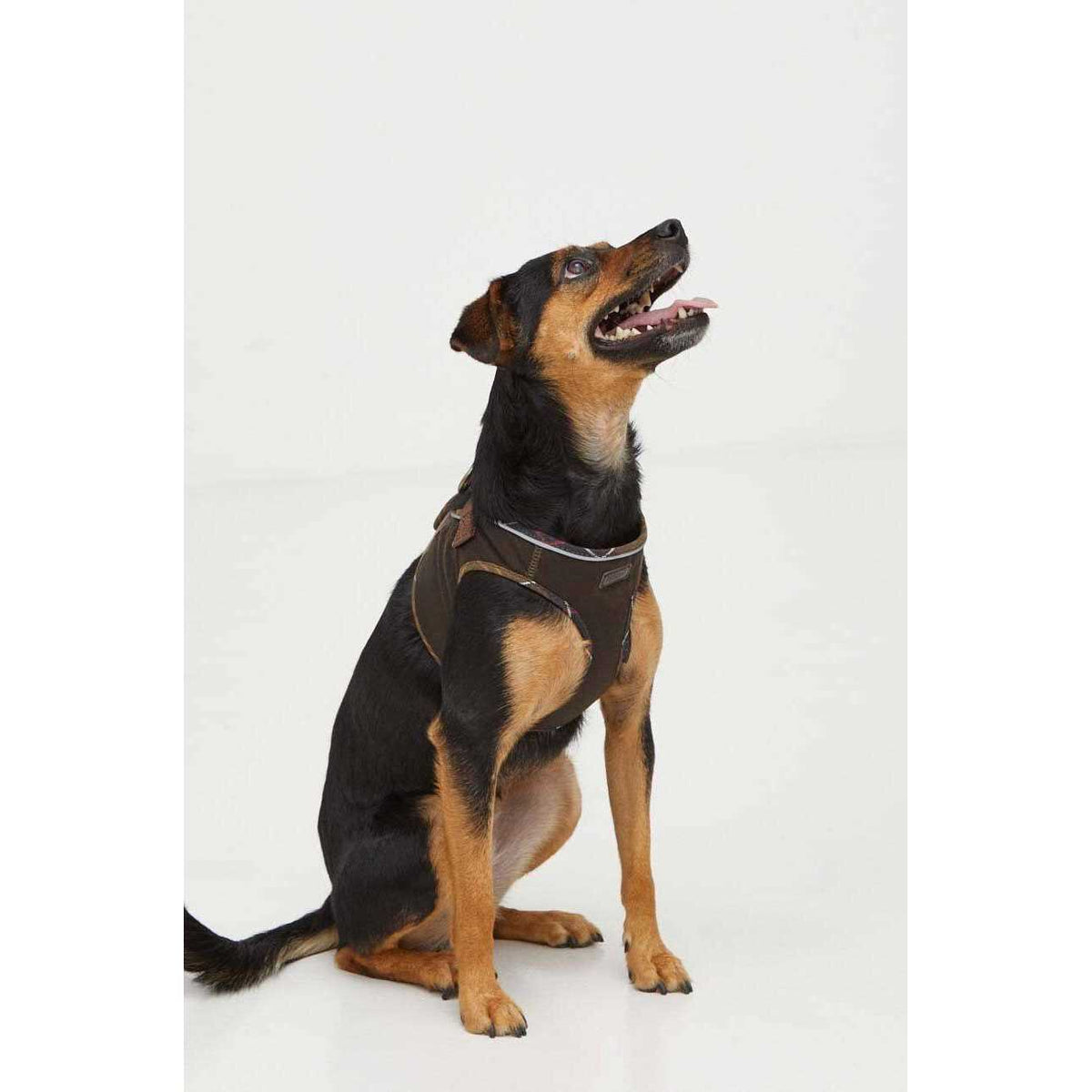 Wax Dog Harness T352120