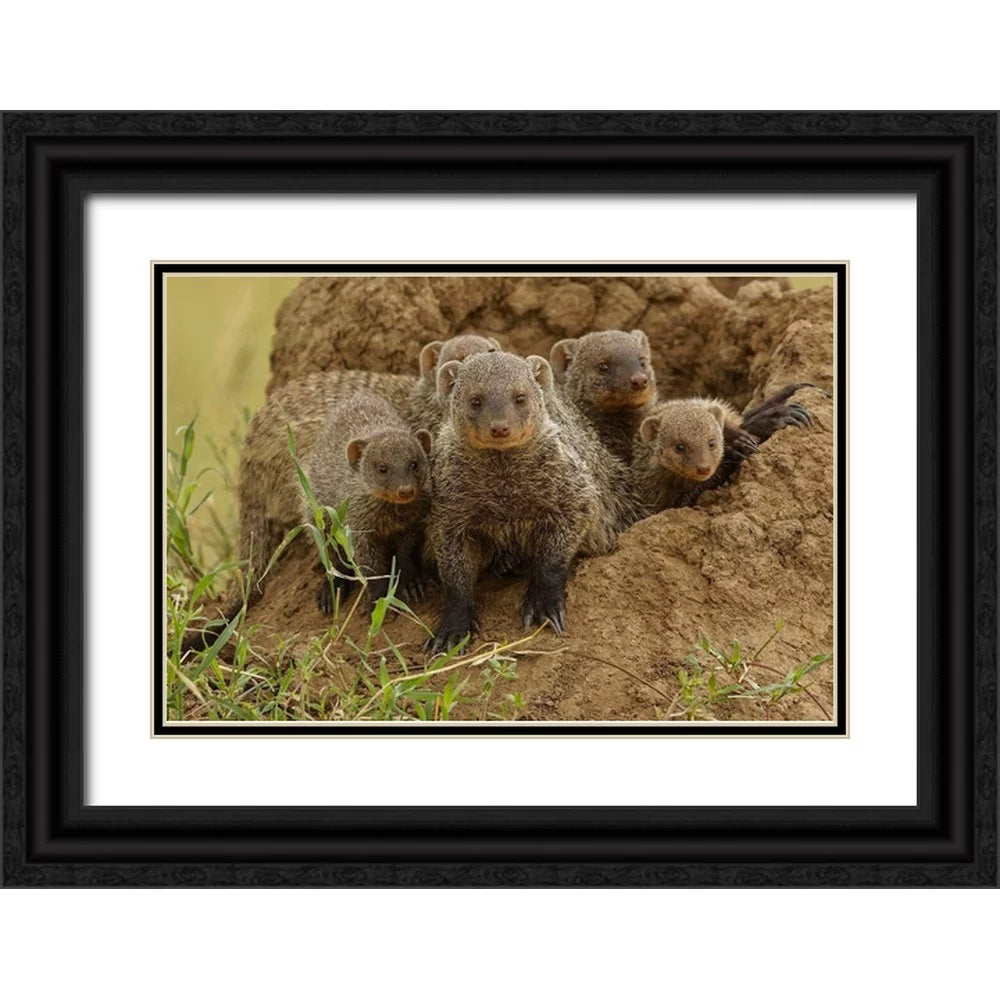 Black Ornate Wood Framed Art Print S196459