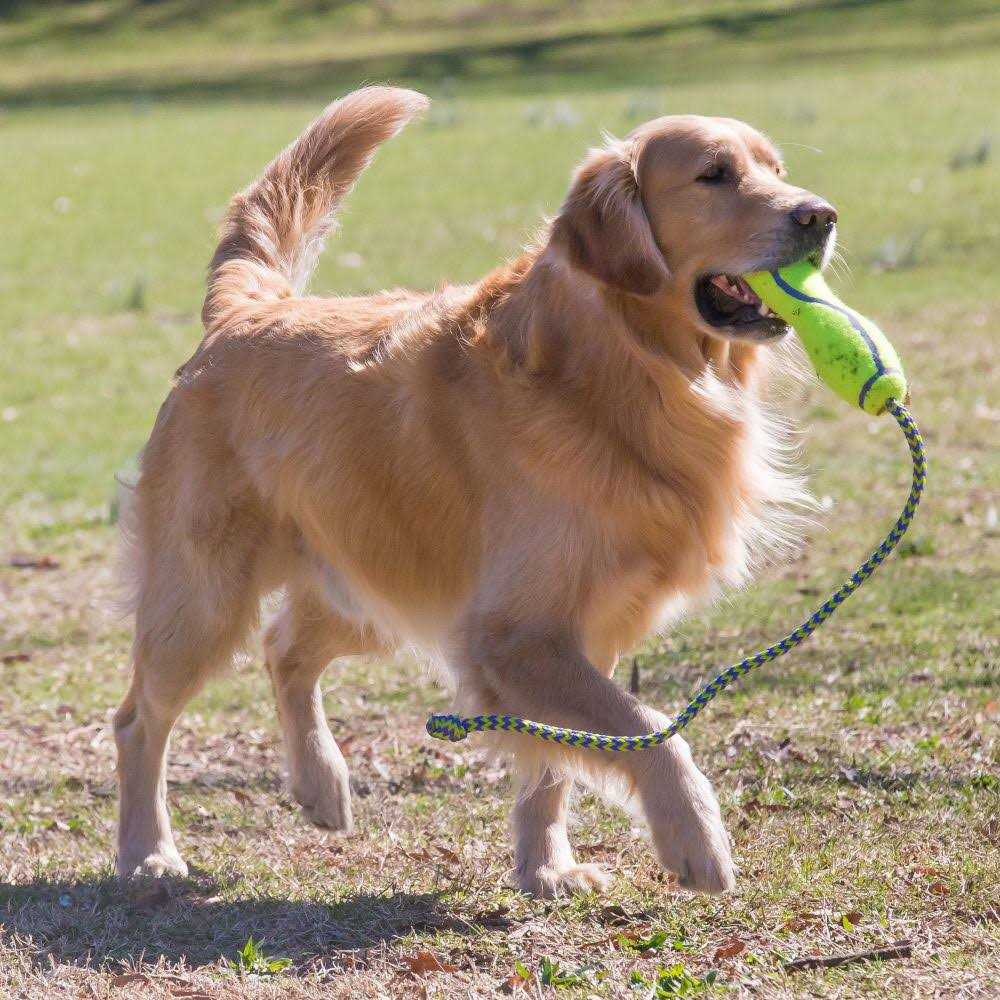 Dog Squeaker Stick P58924