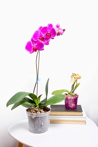 Orchid Potting Mix R35929