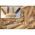 6 inch Beef Trachea D5607