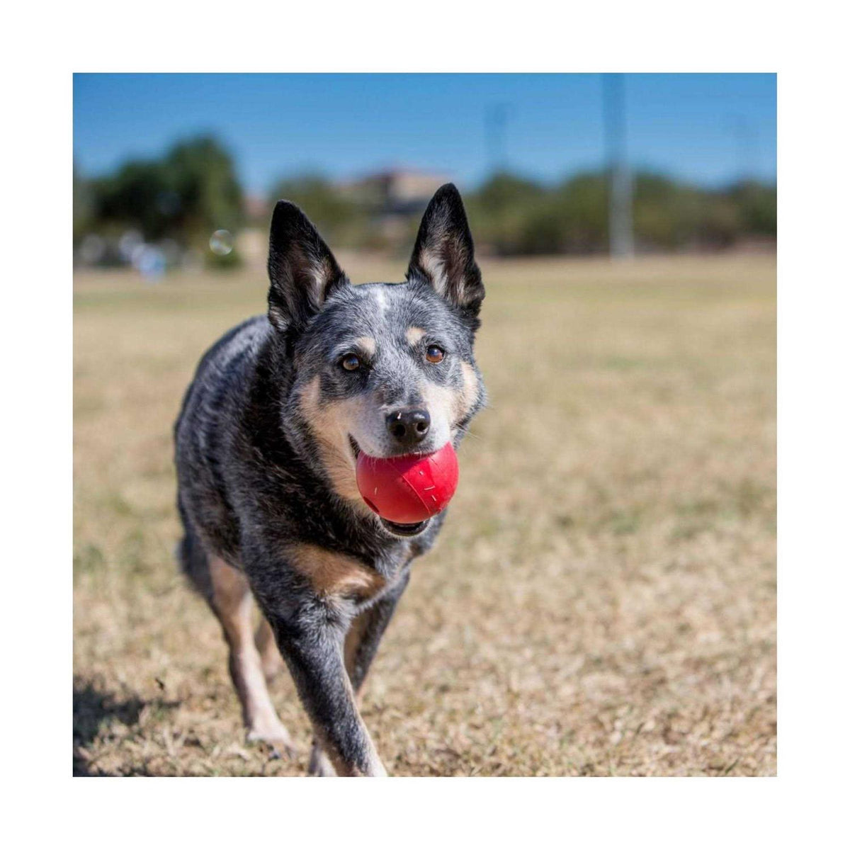 Dog Toy Ball I4159
