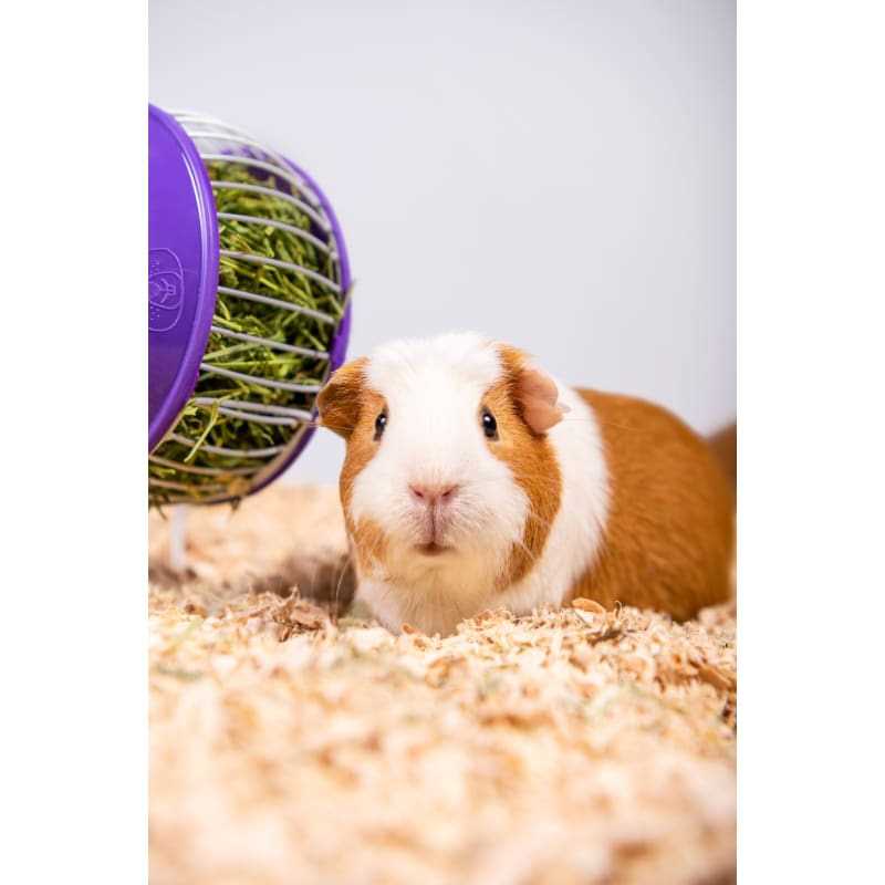 Pet Bedding C284290
