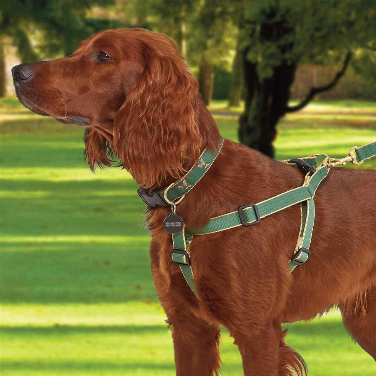 Dog Collar G784