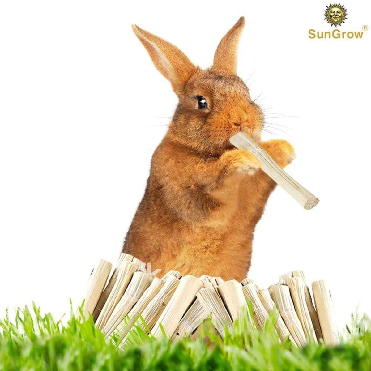Sweet Bamboo Chew Sticks Small-Pet Dental Treats & Snacks B81015