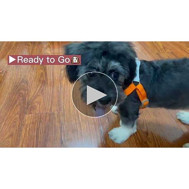 Adjustable Padded Reflective Dog Harness with 2 Leash Clips Z184