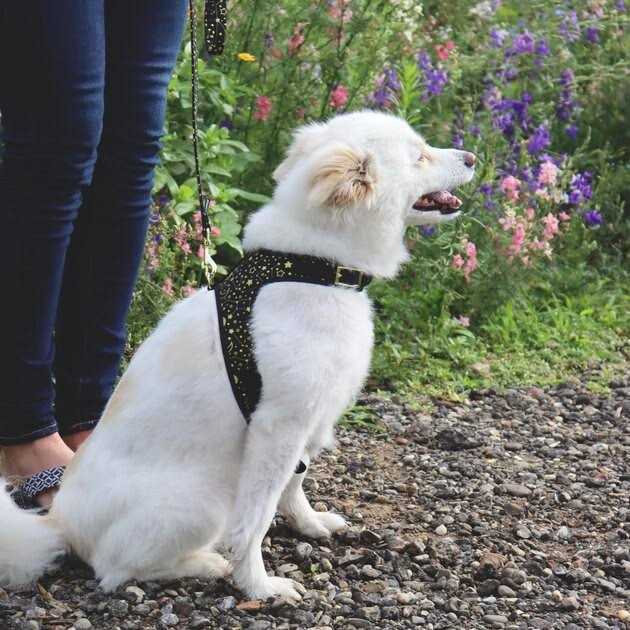 Adjustable Dog Harness Y9516