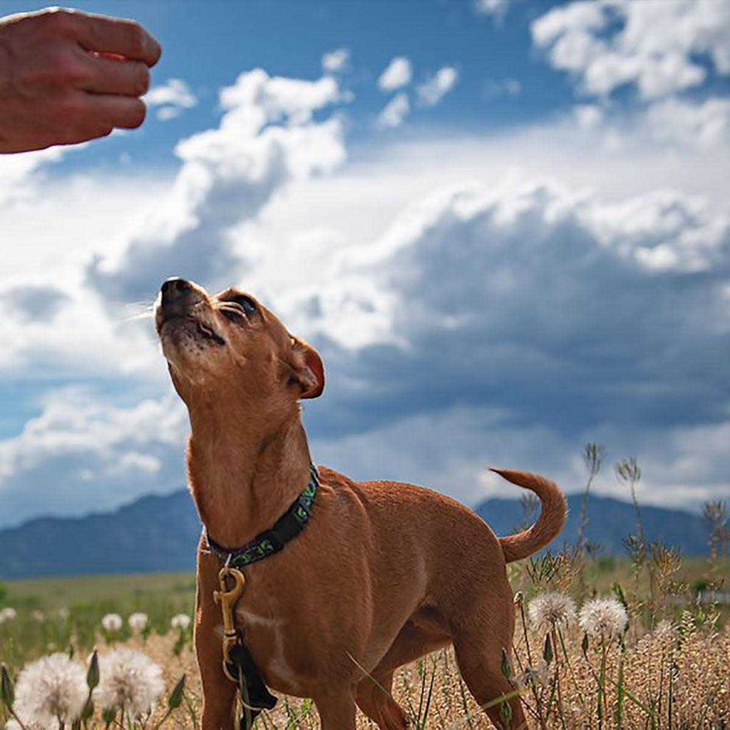 Dog Treats U181069