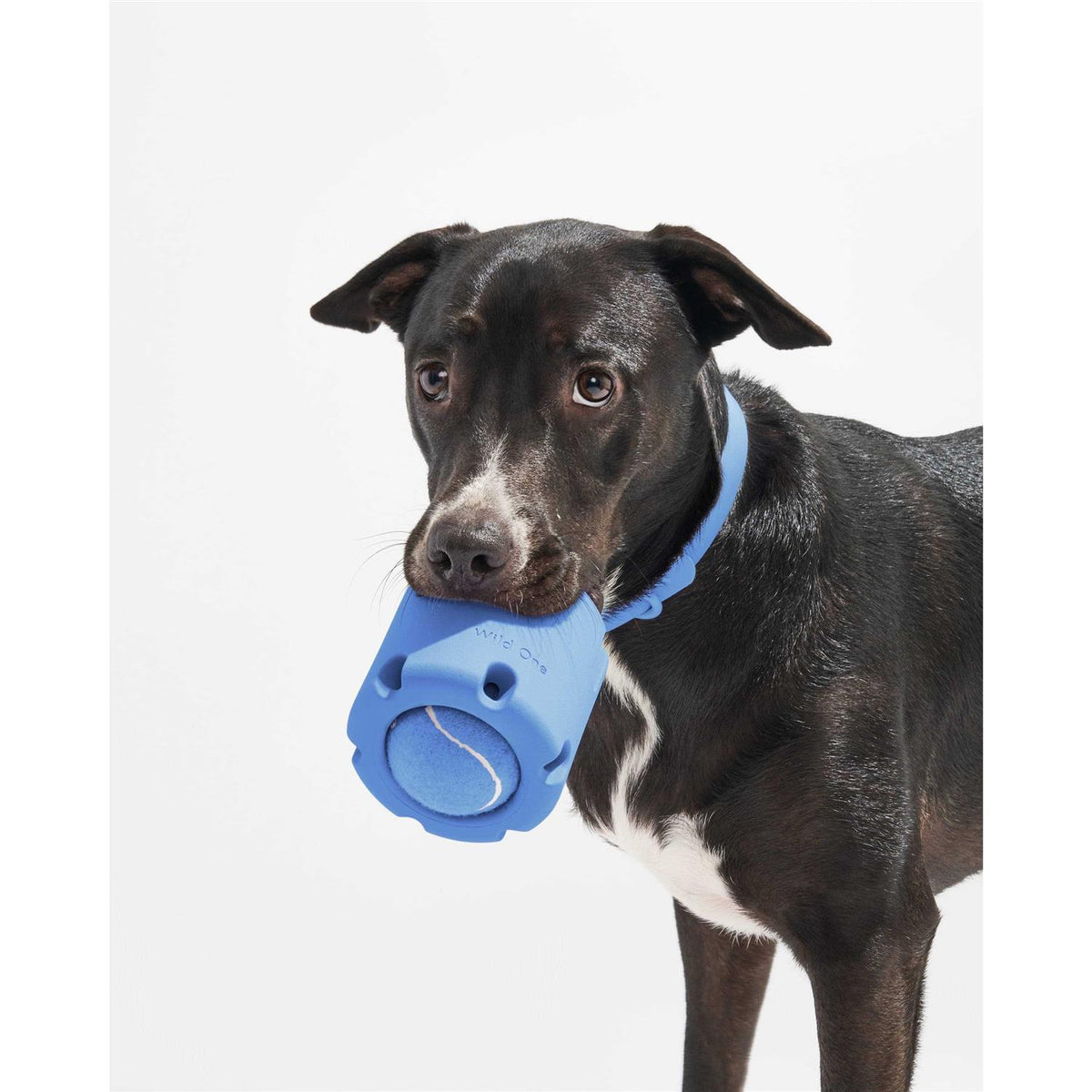 Dog Toy M13830