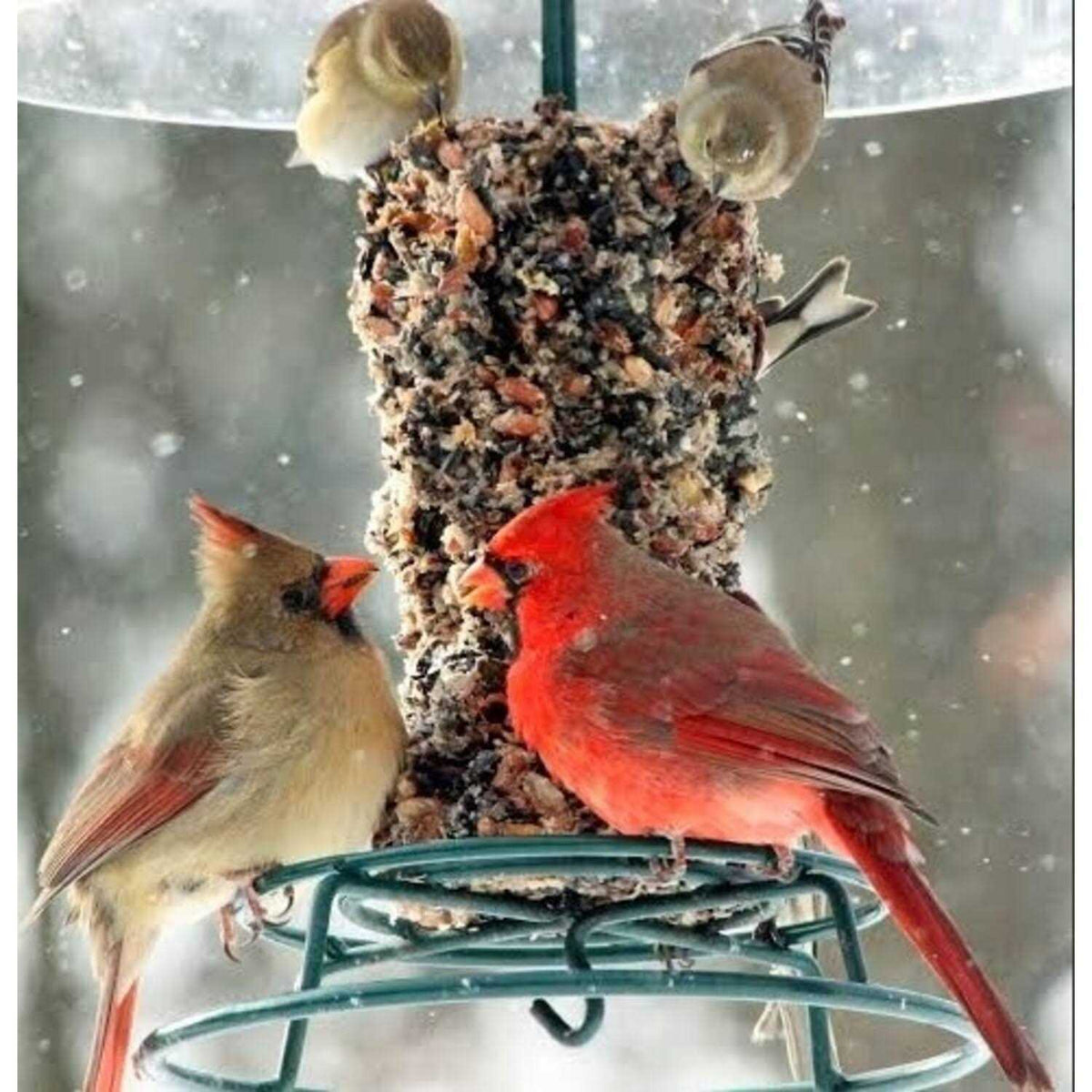 Woodpecker Feast Cylinder D9099