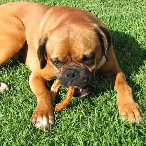 Natural 4" Bully Stick Rings for Dogs, 3 Count M1397