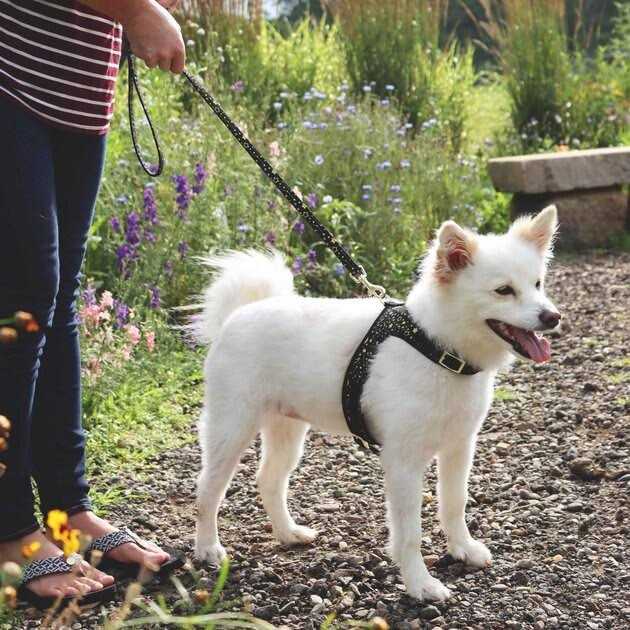 Adjustable Dog Harness Y9516