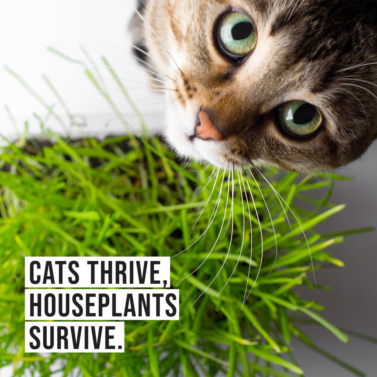 Organic Cat Grass Growing Kit with Mug Planter V713332