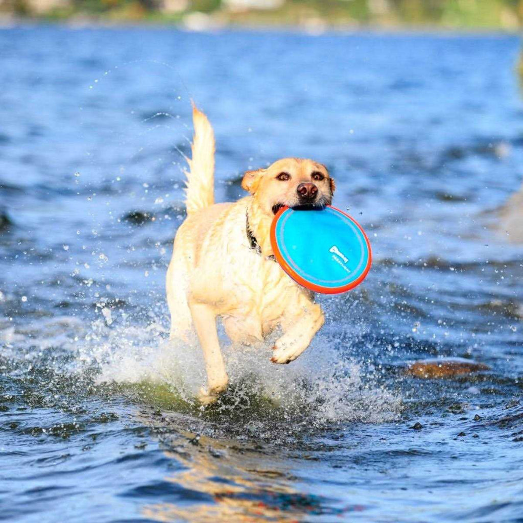 Dog Toy S40213