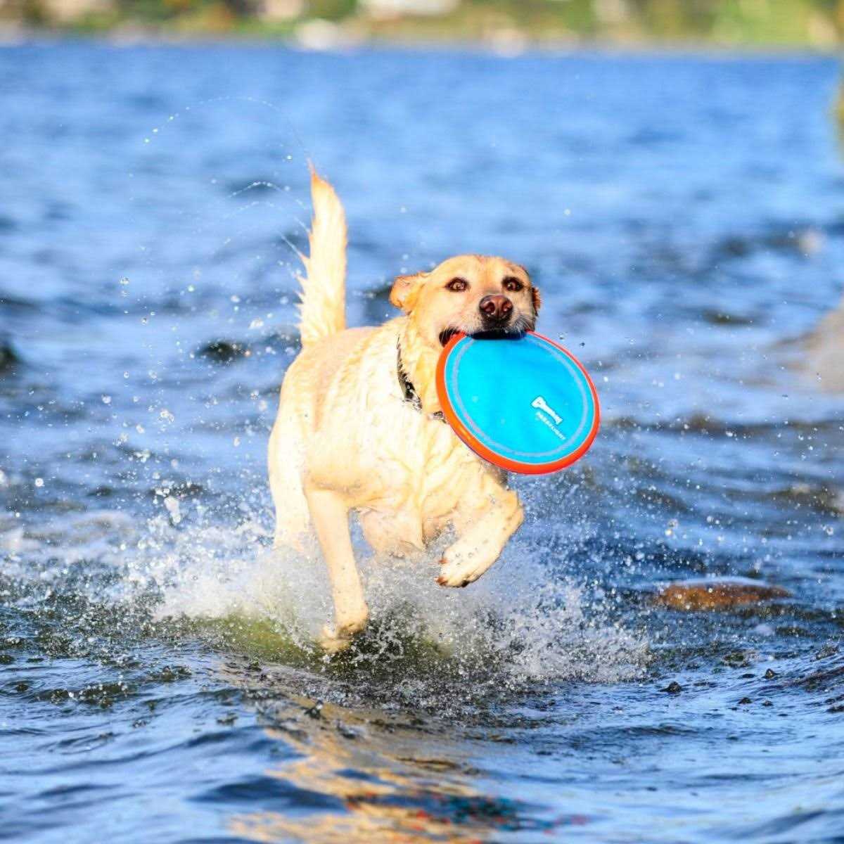 Dog Toy S40213