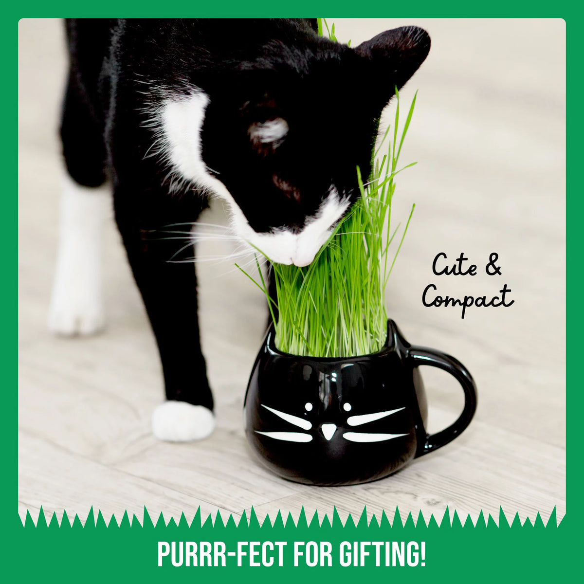Organic Cat Grass Growing Kit with Mug Planter V713332