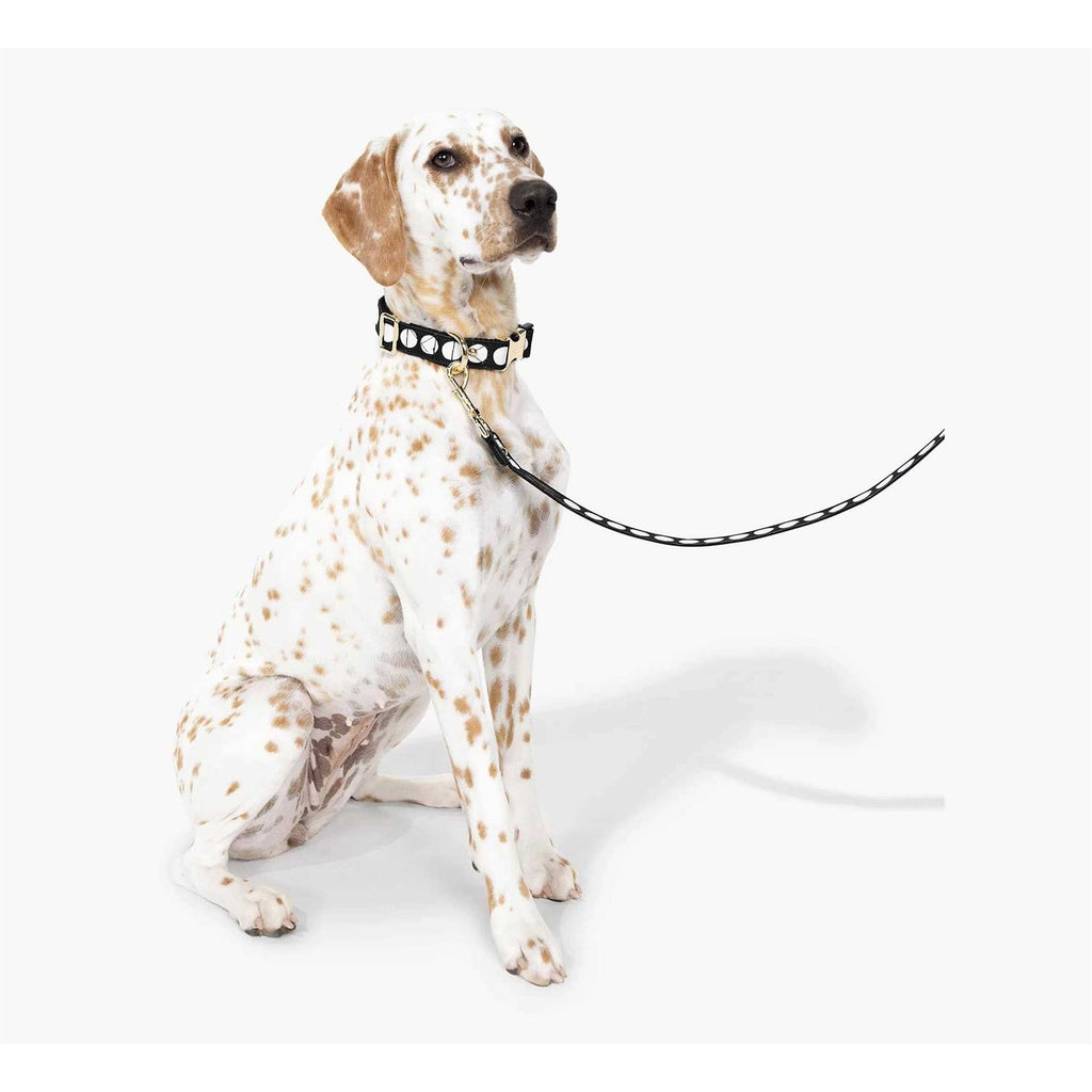 Dog Collar Z495