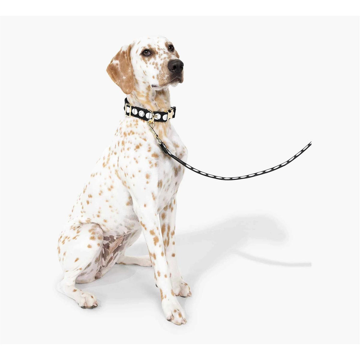 Dog Collar Z495
