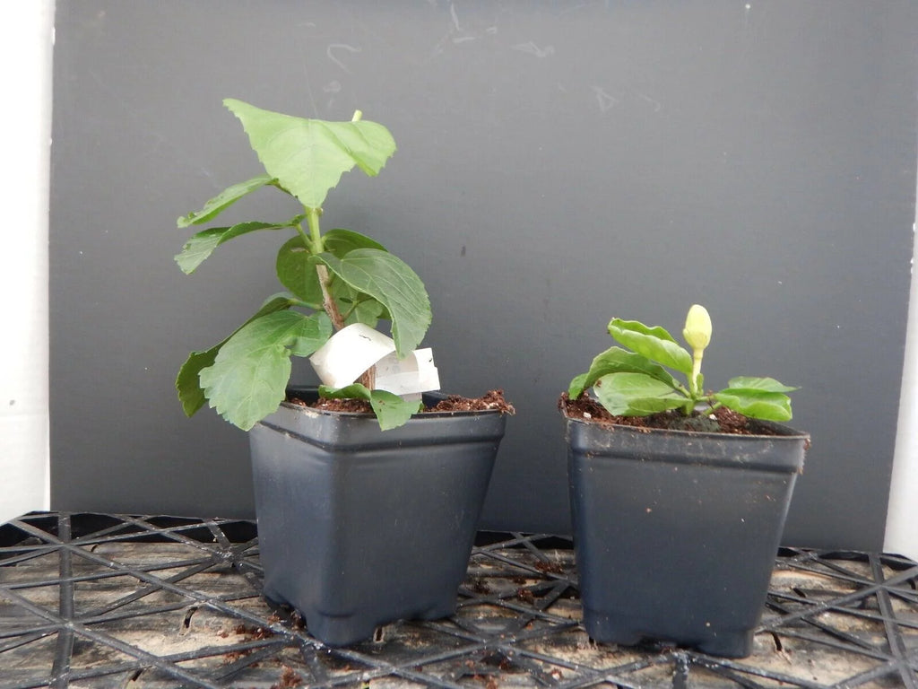 Rooted Tropical Hibiscus Plant Ships Bare Root G66176