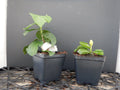 Rooted Tropical Hibiscus Plant Ships Bare Root G66176