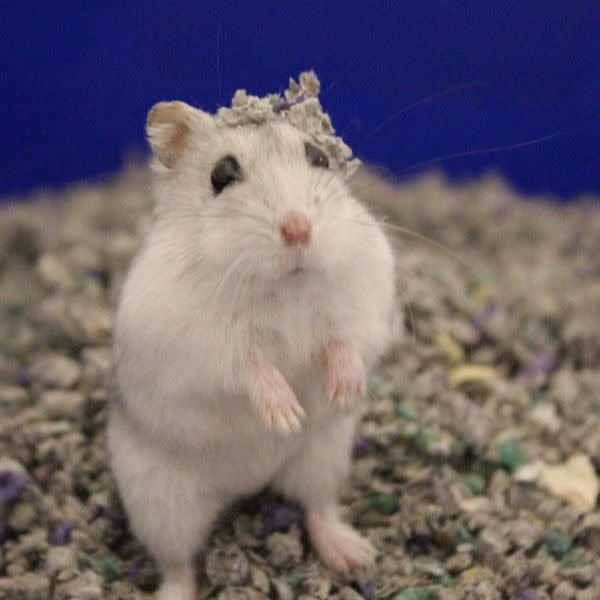 Pet Bedding S134