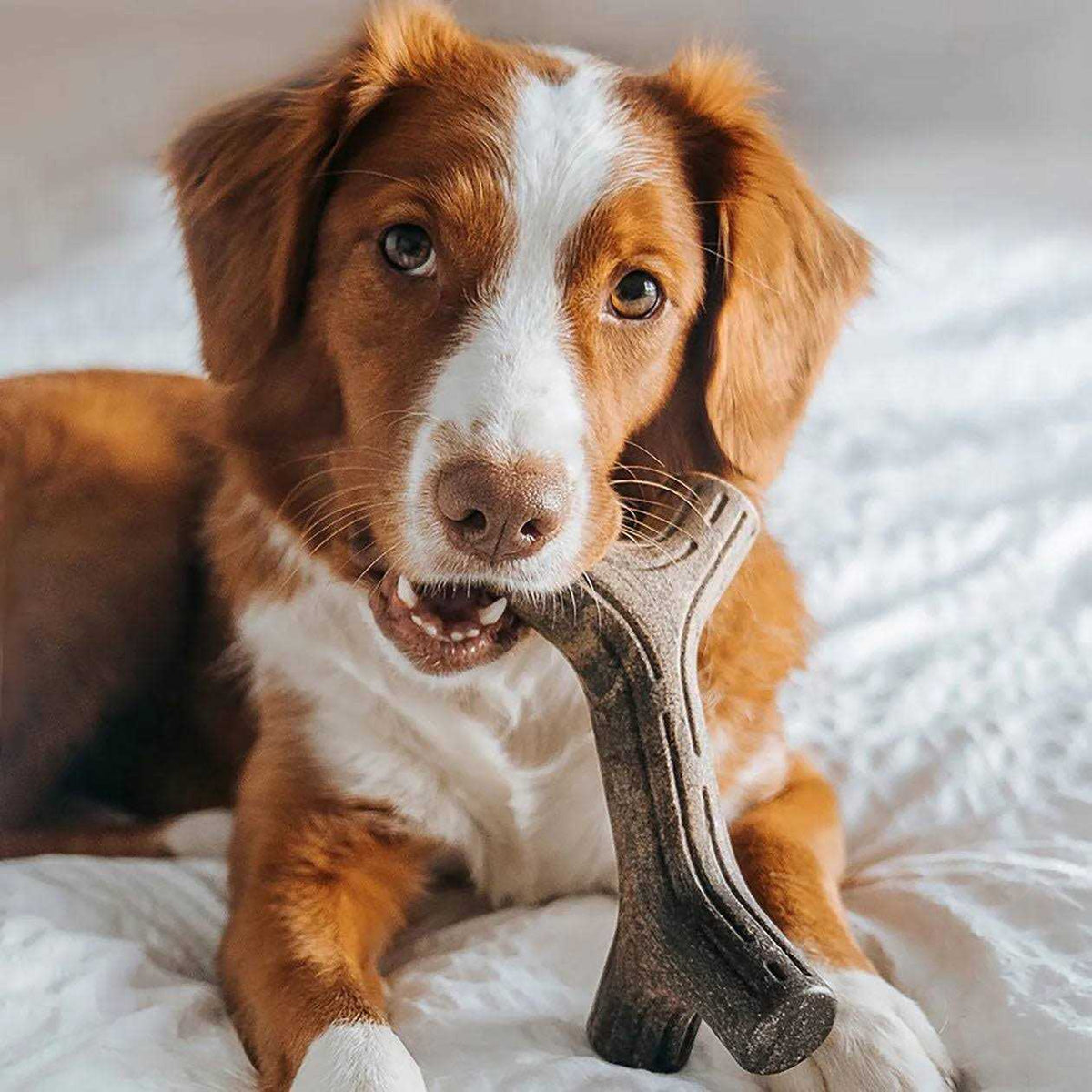 Dog Chew Q307524