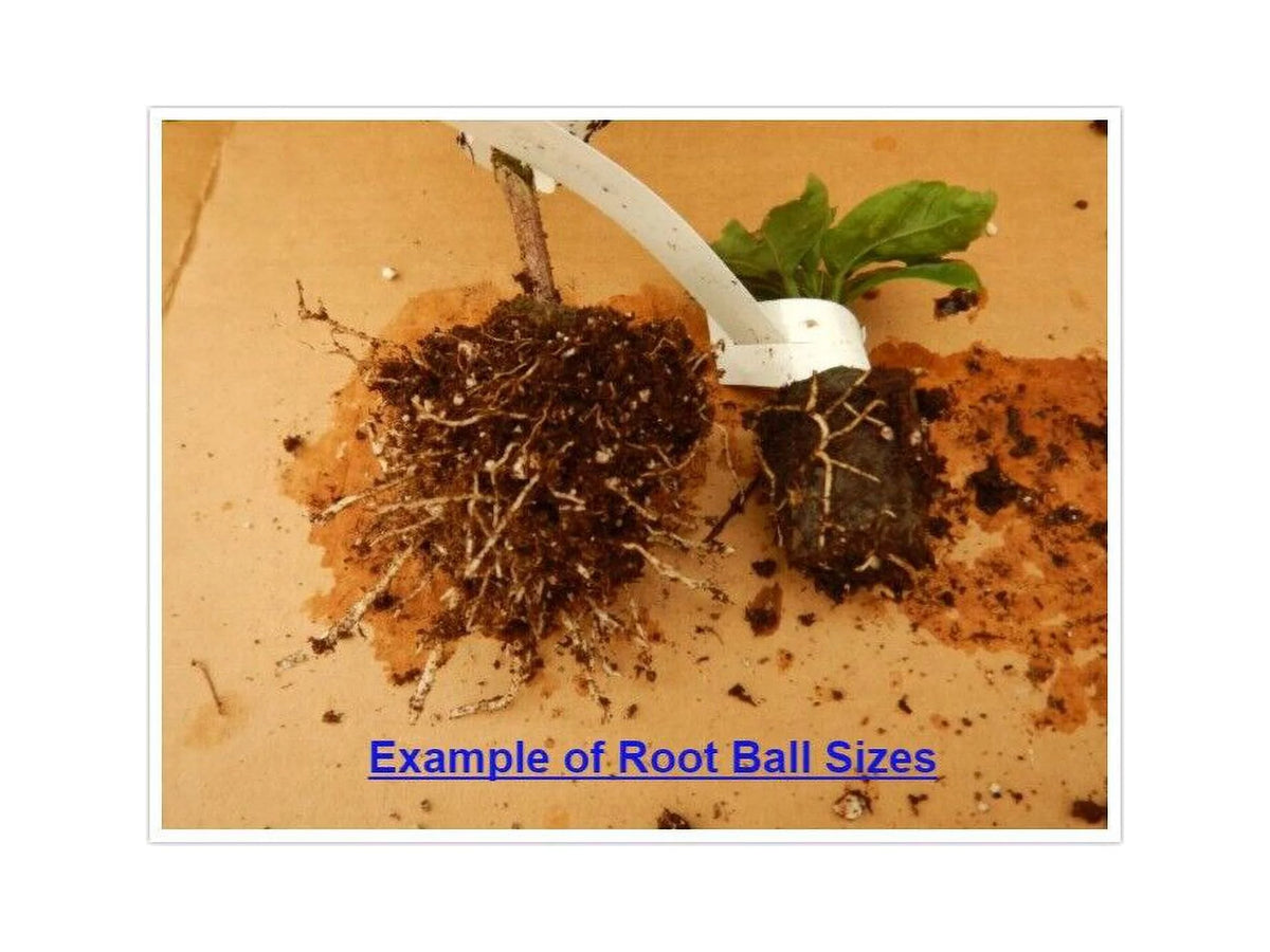 Rooted Tropical Hibiscus Plant Ships Bare Root G66176